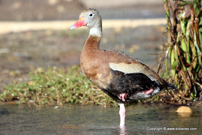 Black-Bellied Whistling Duck